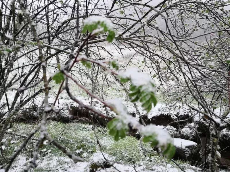 立夏重庆城口下雪了