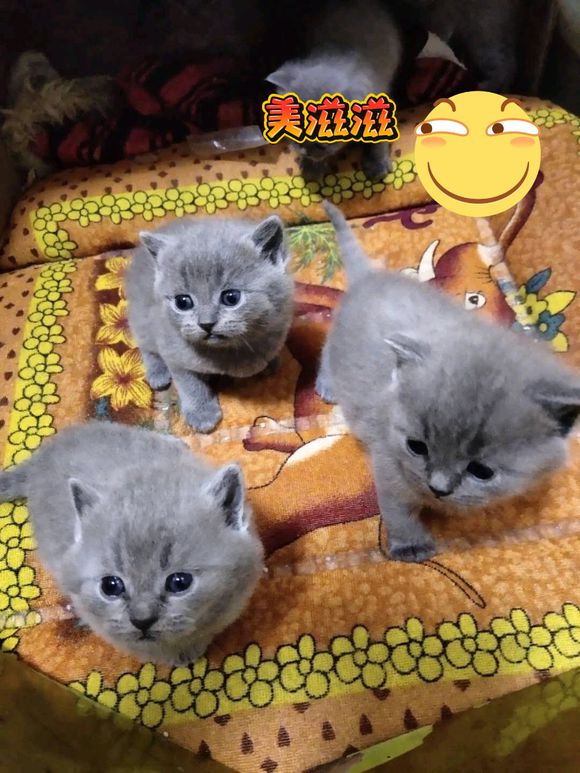 自家蓝猫妹妹。最后两只！-1.jpg