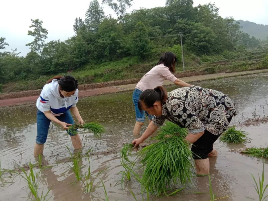 万州人，你妈喊你回来栽秧哒