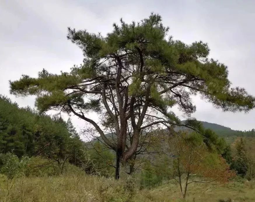 万州高山避暑胜地