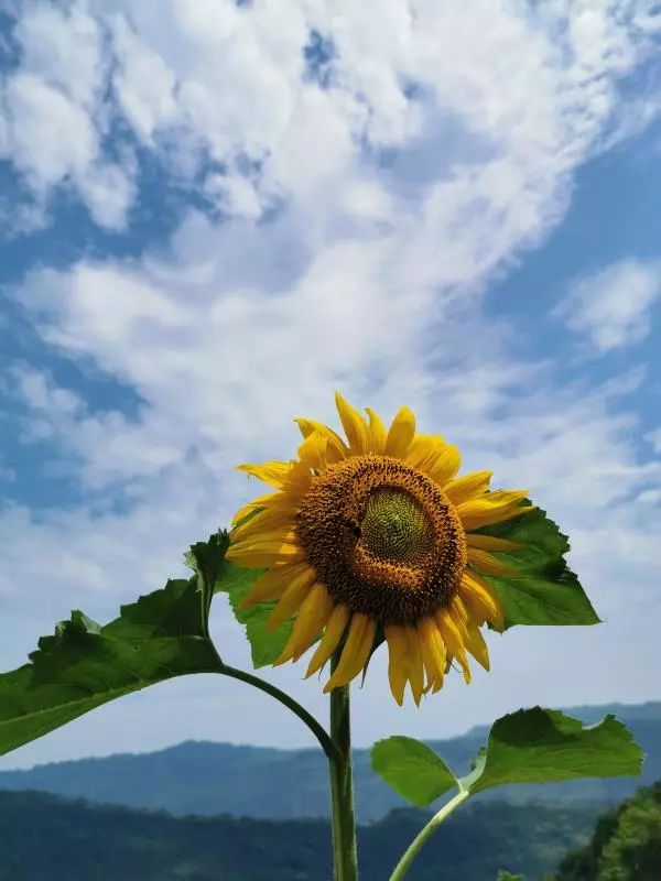 万州百亩向日葵花海