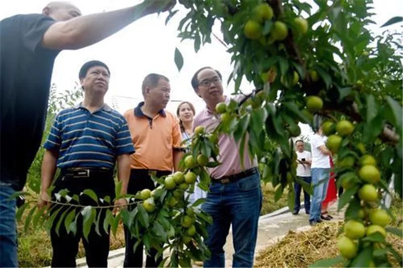 万州举办特色水果推介会