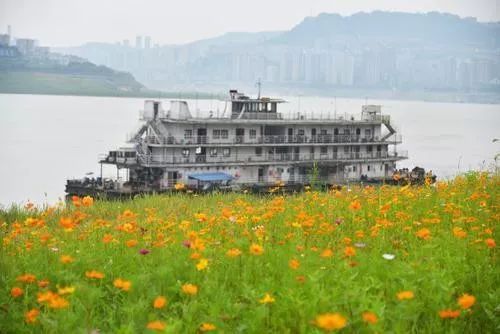 万州红沙碛滨水生态公园外，一片片鲜花盛开