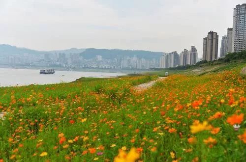 万州红沙碛滨水生态公园外，一片片鲜花盛开