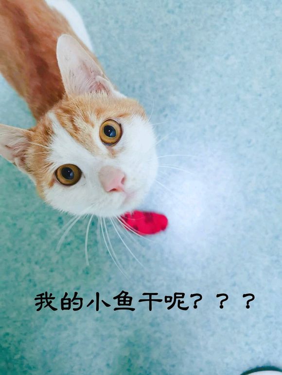 我们的大橘猫-2.jpg