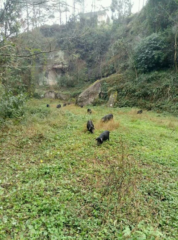 一款来自农村深山野养的藏猪，绝对纯天然吃着百草长大，营养价值-3.jpg