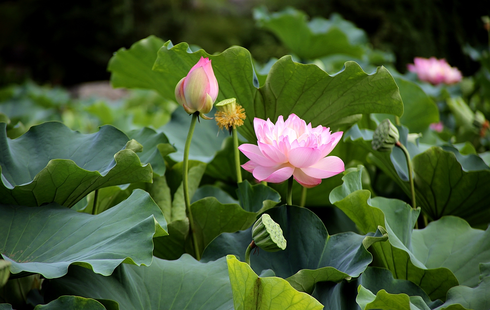 荷花莲子