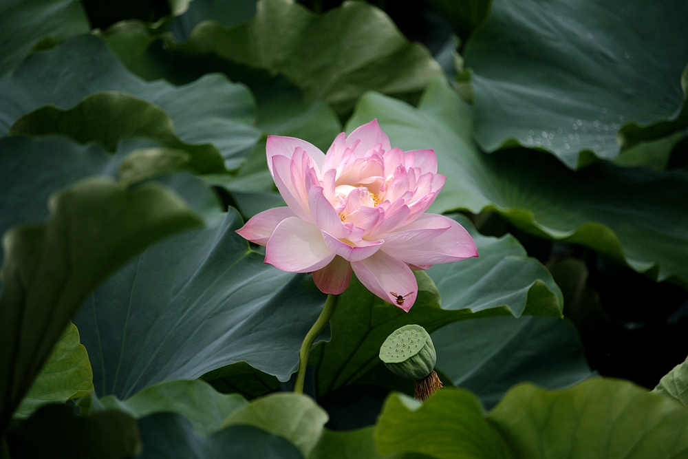 荷花莲子