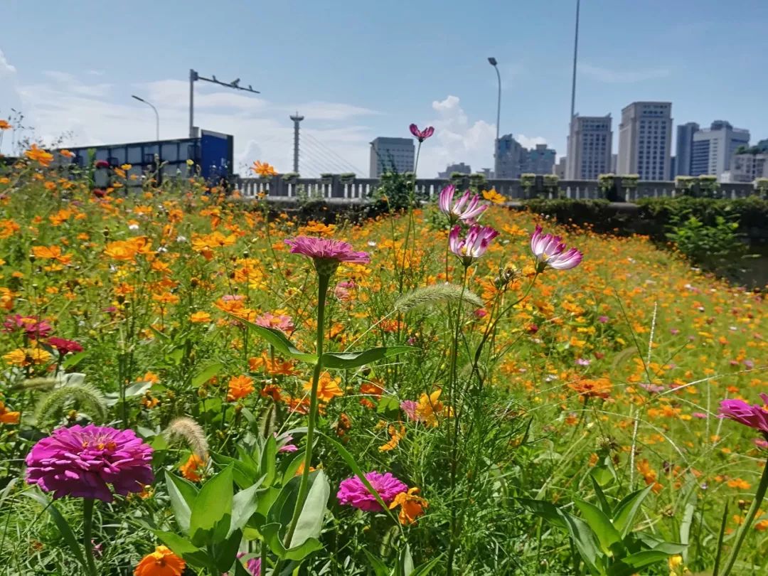 万州主城又现成片花海