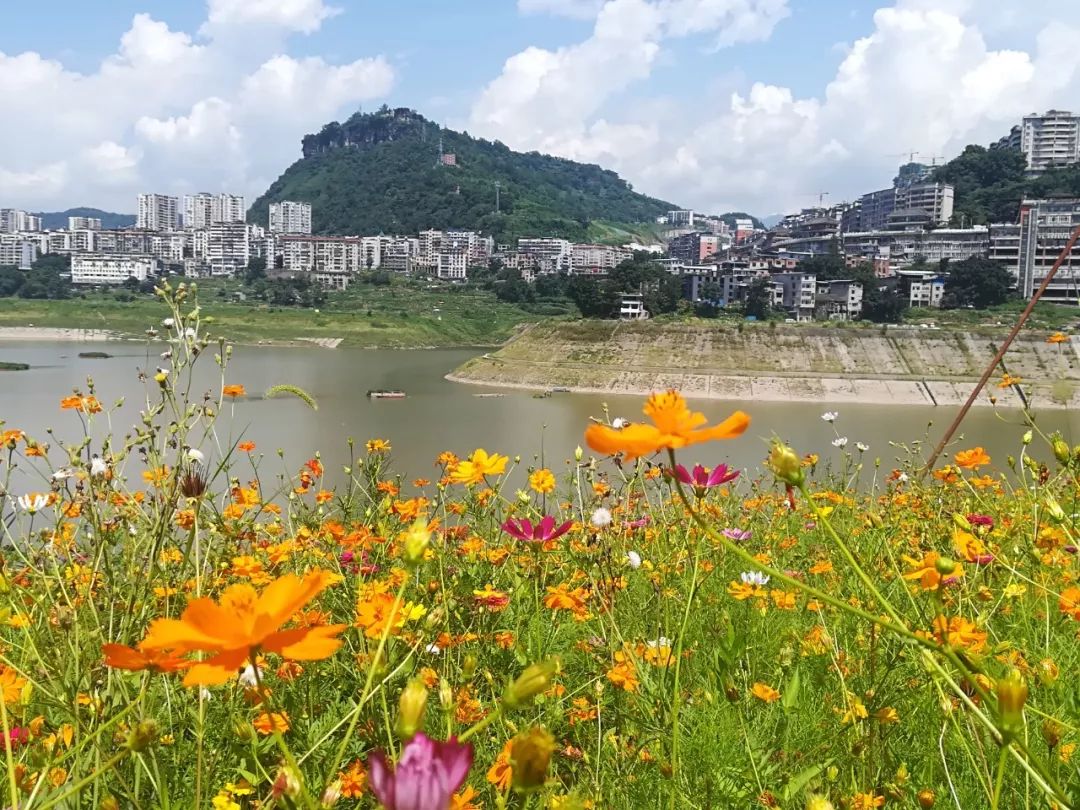 万州主城又现成片花海