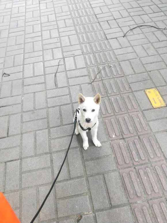 想免费领养一只田园犬，不是花色跟好。绝对是出于喜欢-2.jpg