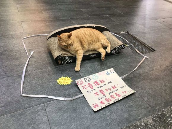 想养猫 ，有没有小猫猫可以领养的？或者买也行，喜欢长的圆圆猫-1.jpg