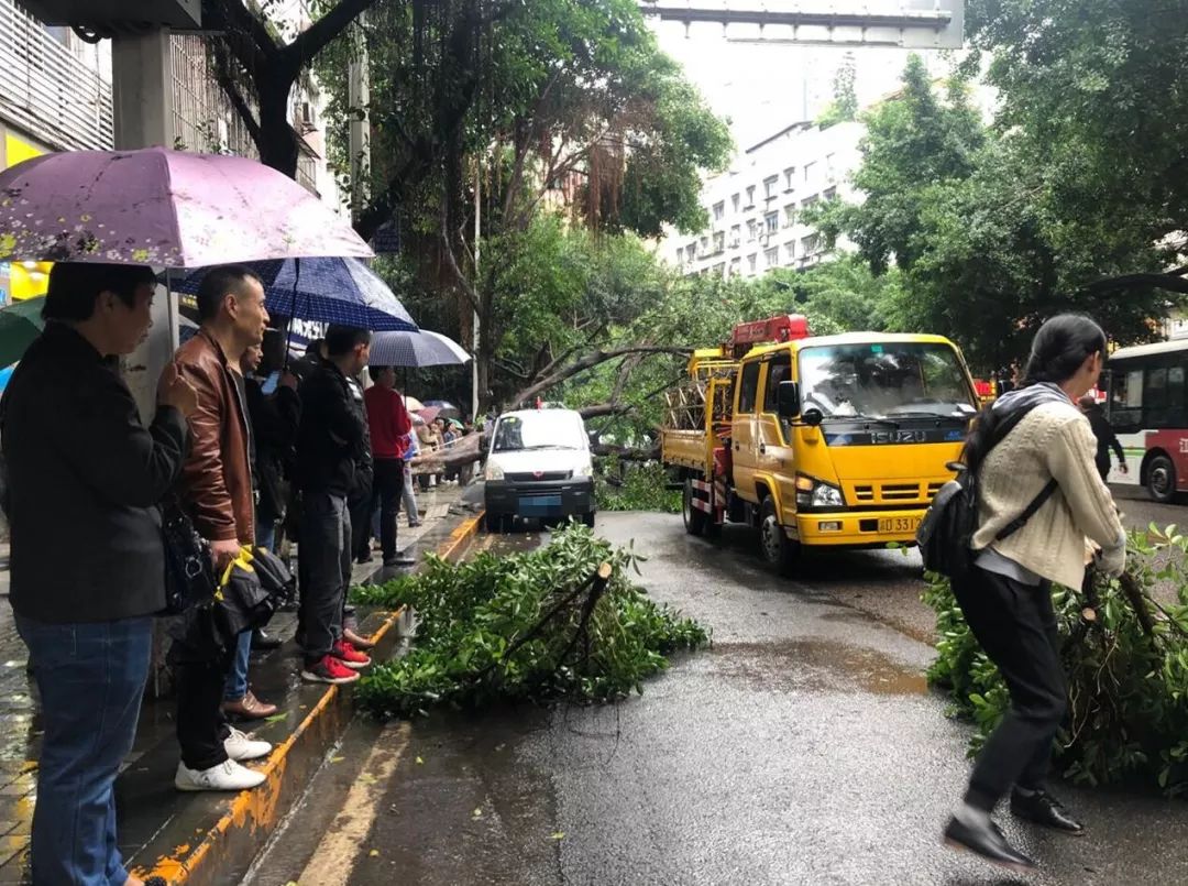 万州王牌路行道树突然翻倒砸中两车