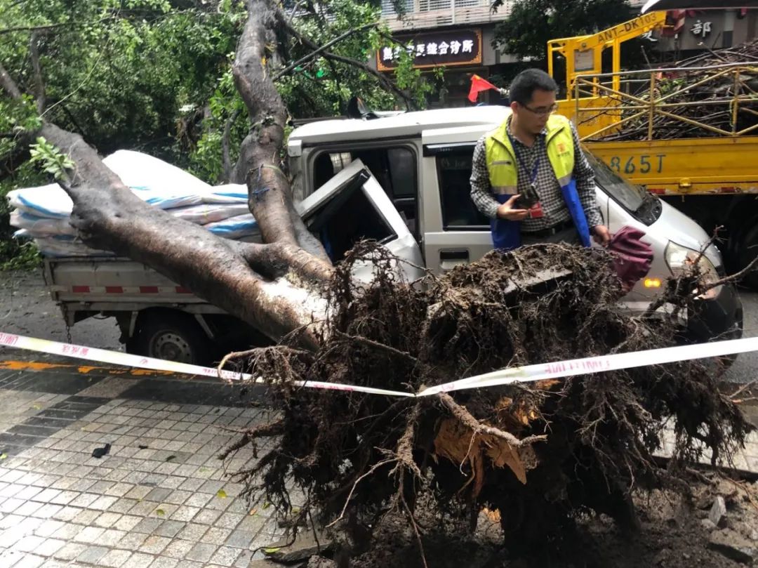 万州王牌路行道树突然翻倒砸中两车