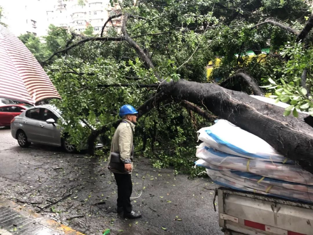 万州王牌路行道树突然翻倒砸中两车