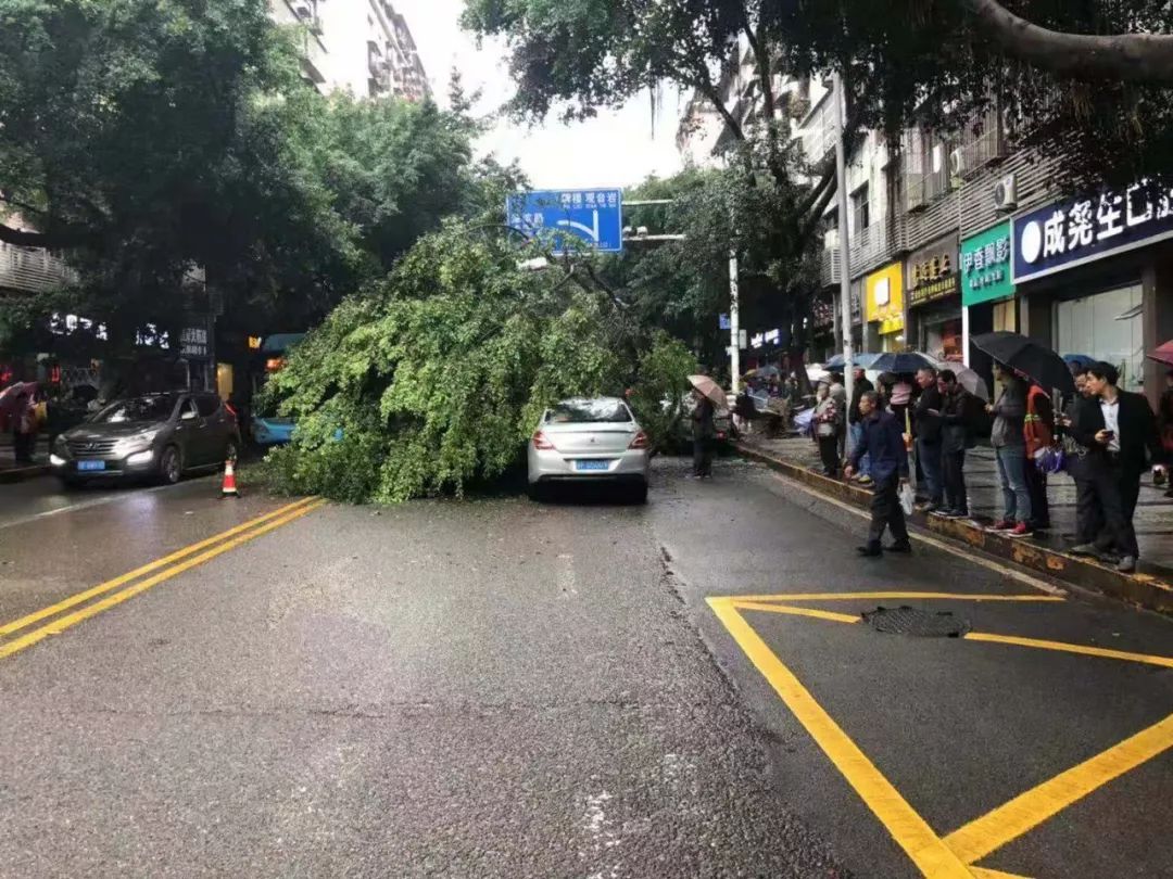 万州王牌路行道树突然翻倒砸中两车