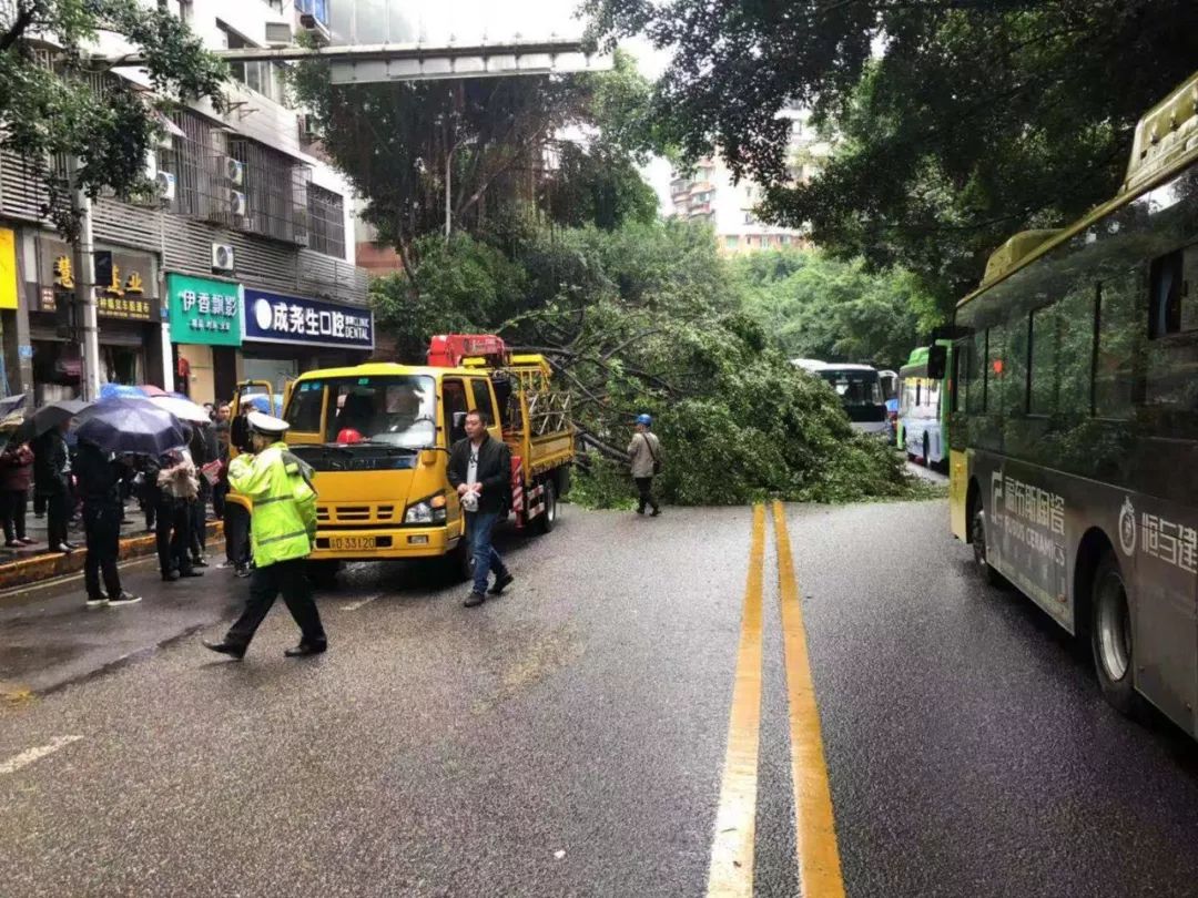 万州王牌路行道树突然翻倒砸中两车