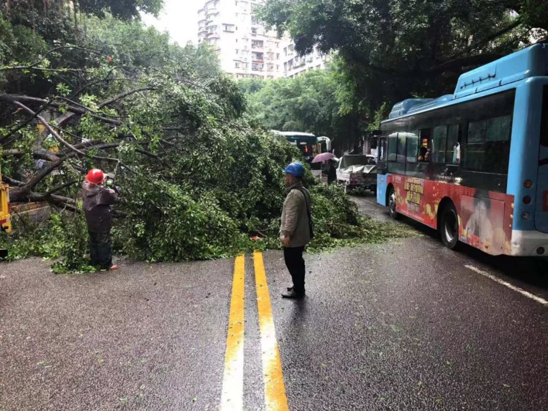 万州王牌路行道树突然翻倒砸中两车