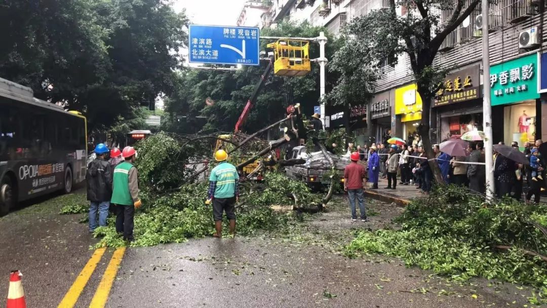 万州王牌路行道树突然翻倒砸中两车