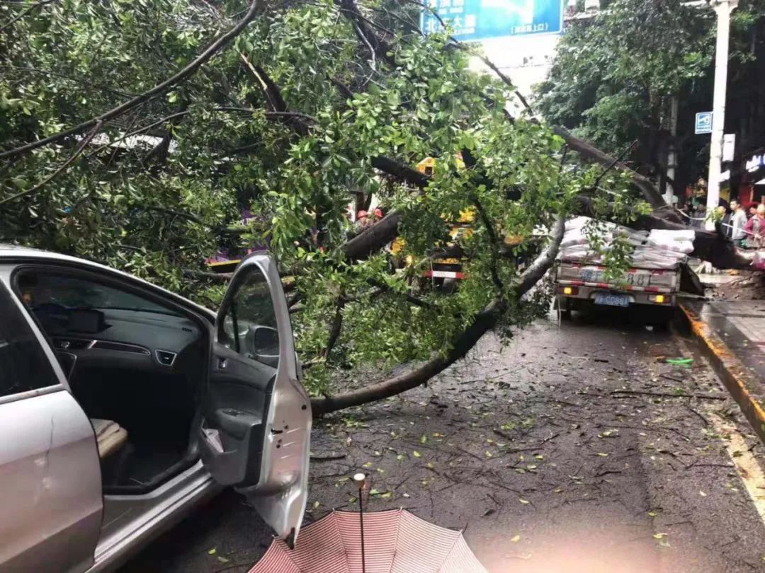 万州王牌路行道树突然翻倒砸中两车