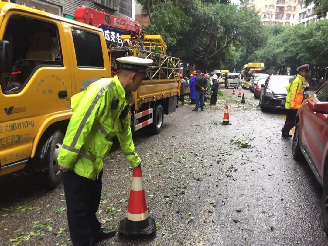 万州王牌路行道树突然翻倒砸中两车