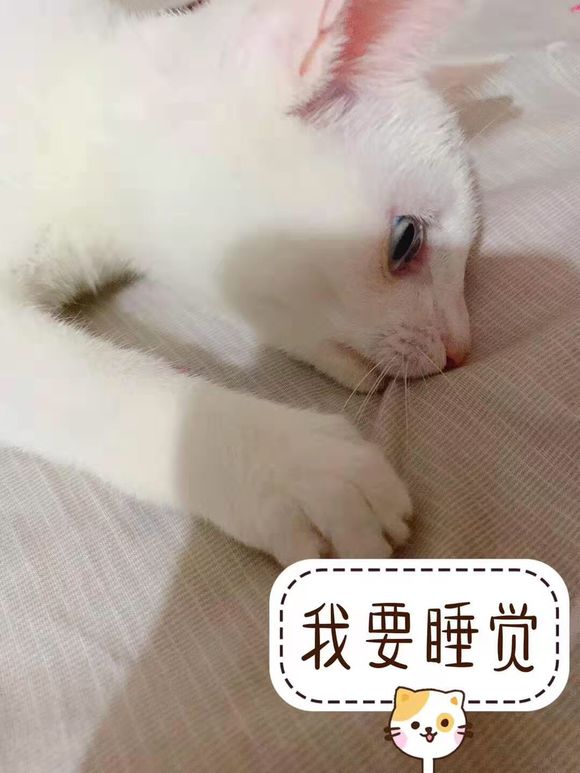 小白猫一只求收养 5月龄，橘猫和波斯猫血统，眼睛好看，可爱-1.jpg